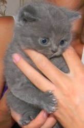 Продам британских голубых короткошёрстных котят.